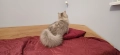 Персийски котета, снимка 2