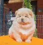Чау Чау, снимка 3