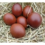 Продавам разплодни яйца от Маран, снимка 5