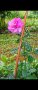 Храстовидна роза , снимка 1 - Градински цветя и растения - 38363773