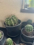 Кактуси -различни размери , снимка 4