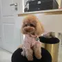 Дъждобран Pink Flower, снимка 1