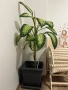 Декоративно растение Дифенбахия, снимка 1