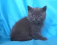 Чистокръвни Британски късокосмести котенца, снимка 10