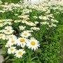 Маргаритки, студоустойчиви, снимка 1 - Градински цветя и растения - 42157966