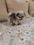 Померан мини померанчета , снимка 14
