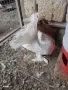 Индийски феберлии, снимка 3