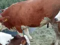 3 женски за клане , снимка 4