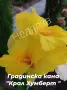 грудки от градински кани, снимка 2