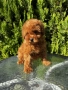 Той Пудел Момче / Toy Poodle Boy, снимка 2