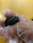 Meteorite Achondrite , снимка 6