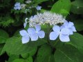 Хидрангея Hydrangea Blue Deckle, снимка 1 - Градински цветя и растения - 44402121