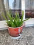 Алое Вера , снимка 2