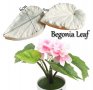 2 големи листа листо Бегония вейнър силиконов молд форма фондан декор торта, снимка 2