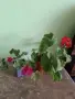 Комплект Мушката, снимка 2
