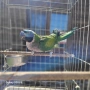 Китайски Александър(Psittacula derbiana), снимка 2