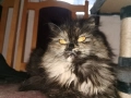 Персийска котка , снимка 1