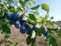 Продавам сливи за ракия, снимка 2