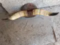 Рога от крава за декор., снимка 1