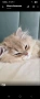 Британска котка  лилаво злато, снимка 8