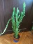 Кактус, снимка 1 - Стайни растения - 30155752