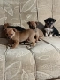 мини чиху пинчер , снимка 14