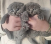 Шотландско клепоухо котенце , снимка 2