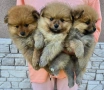 Померански шпицове , снимка 5