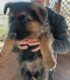 немска овчарка , снимка 4