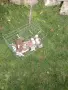 продавам гълъби Димкежи , снимка 2