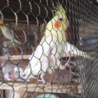Продавам папагал мъжка корела, снимка 1 - Папагали - 42791212