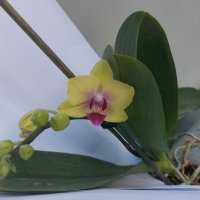 орхидея, снимка 4 - Стайни растения - 44499040
