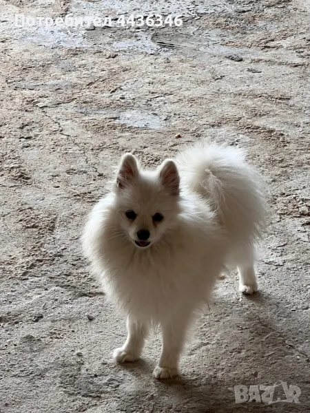 Померан мини шпиц, снимка 1