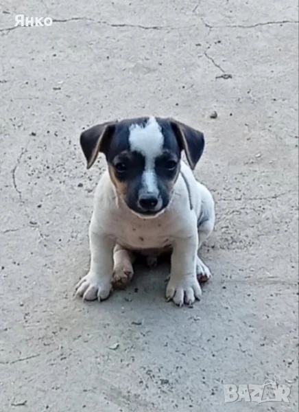 Джак Ръсел , снимка 1