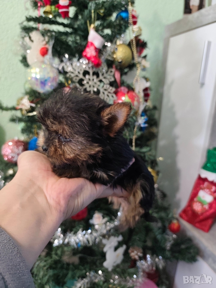 Мини йоркширски териер, снимка 1