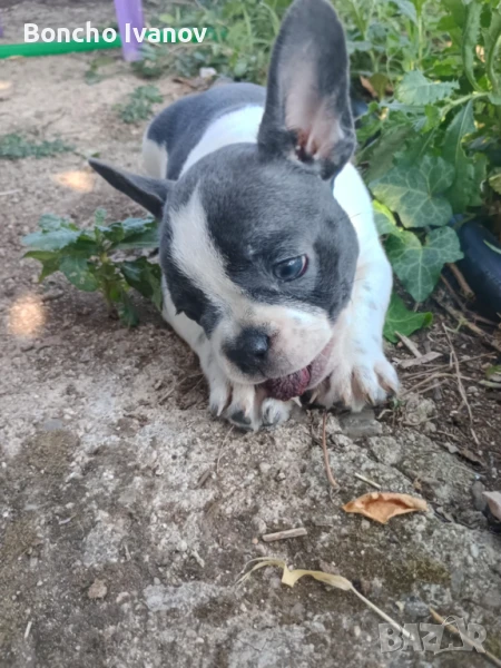 Френски   сини шарени булдочета , снимка 1