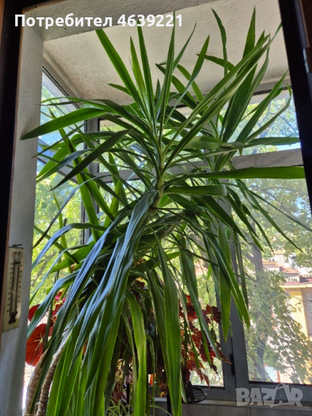 Палма ЮКА , снимка 1