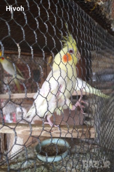 Продавам папагал мъжка корела, снимка 1