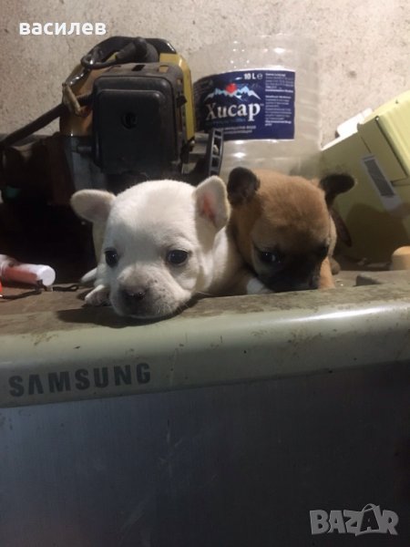 малки пинчерчета, снимка 1