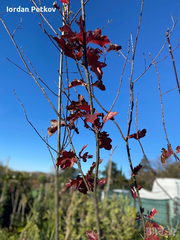 Червен Американски дъб, снимка 1