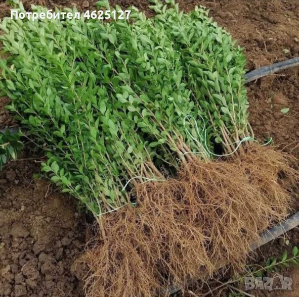 Лигуструм ovalifolium на гол корен , снимка 1