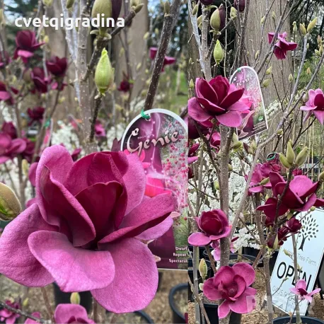 Magnolia Genie (Магнолия Джейн), снимка 1