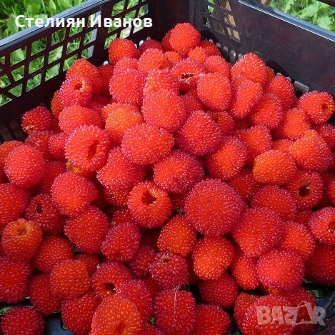 Ягодомалина (Rubus illecebrosus), снимка 1