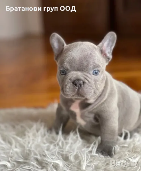 Френски булдог, снимка 1