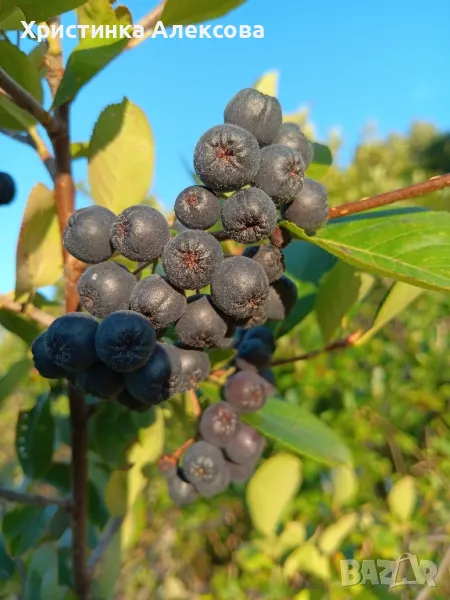 Разсад арония фиданки , снимка 1