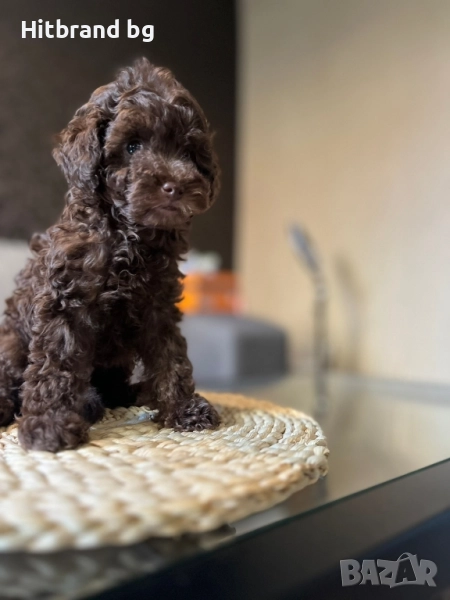 Пудел Той шоколад , снимка 1