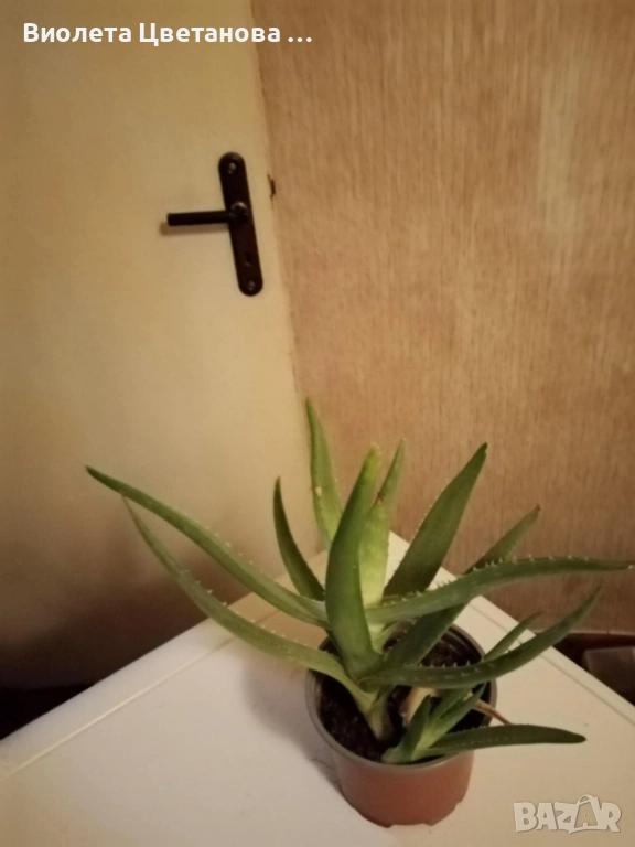 Цвете алое вера в саксия, снимка 1