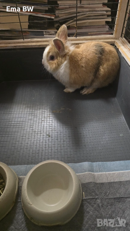 Подаряваме декоративно зайче!, снимка 1