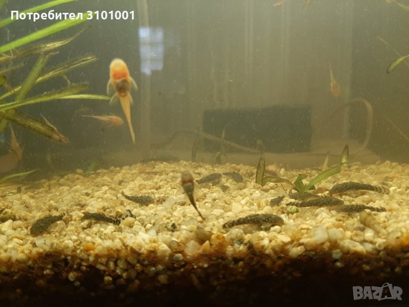 Продавам обикновен анциструс , снимка 1