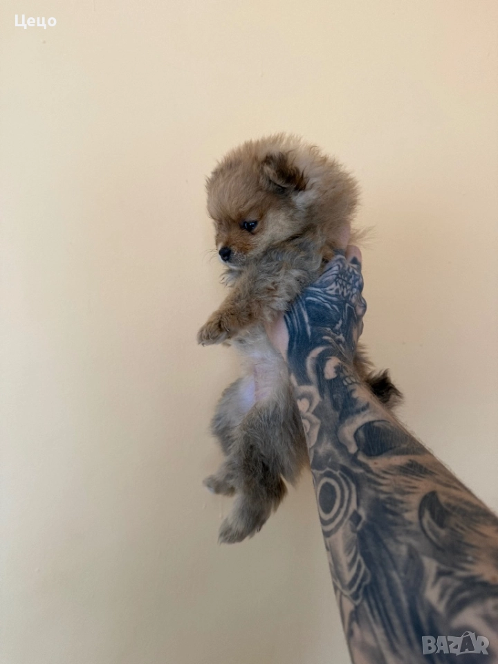 Померан момиче, снимка 1